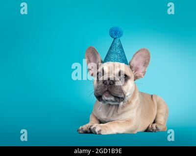 Entzückende Französisch Bulldog Welpen, legt sich Seitenwege tragen blauen Glitter Party Hut. Blick auf die Kamera. Isoliert auf türkisfarbenem Hintergrund. Stockfoto