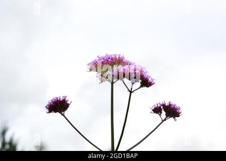 Verbena bonariensis purpetop Vervain Pflanze für Bestäuber Sommergarten Juli uk Stockfoto