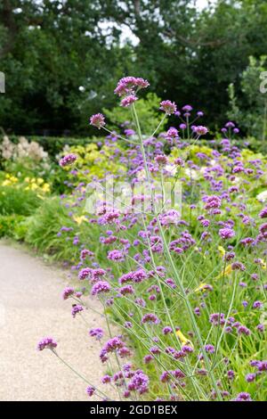 Verbena bonariensis purpetop Vervain Pflanze für Bestäuber Sommergarten Juli uk Stockfoto