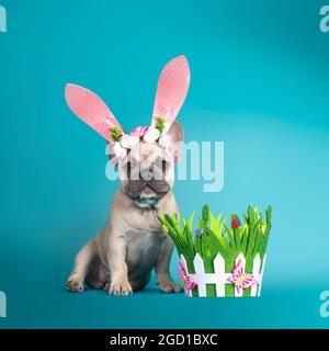 Entzückende Französisch Bulldog Welpen, sitzen nach vorne trägt rosa Kaninchen Ohr Osterhut. Blick auf die Kamera. Isoliert auf türkisfarbenem Hintergrund. Stockfoto