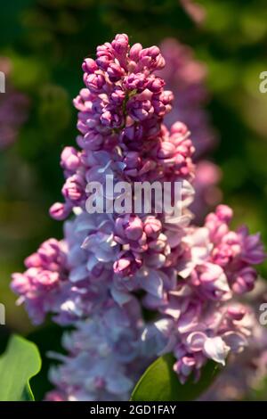 Fliederblumen aus nächster Nähe. Selektiver Fokus.Blühender Flieder im Garten. Das Konzept des Frühlings. Makrofoto von Blumen. Stockfoto