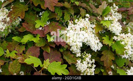 Hortensia quercifolia Schneeflocke Brido Strauch im Sommergarten UK Juli Stockfoto