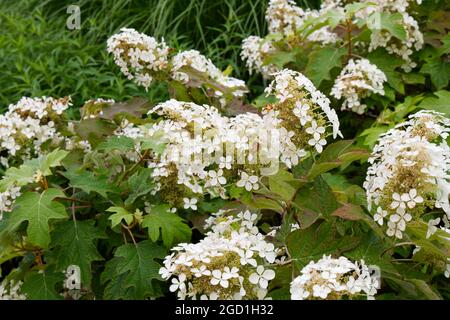 Hortensia quercifolia Schneeflocke Brido Strauch im Sommergarten UK Juli Stockfoto