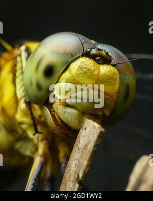 Gelbe Drachenfliege Stockfoto