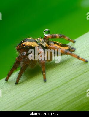 SPRINGSPINNE Stockfoto