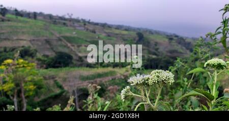 Alyssum-ähnliche Wildpflanze, die am Straßenrand im landwirtschaftlichen Bereich wächst Stockfoto