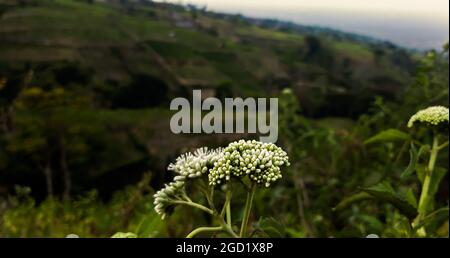 Alyssum-ähnliche Wildpflanze, die am Straßenrand im landwirtschaftlichen Bereich wächst Stockfoto