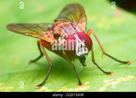 Red Head Fly Stockfoto