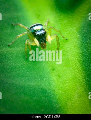 SPRINGSPINNE Stockfoto