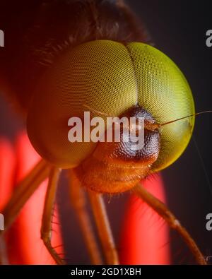 Drachenfliege Gesicht aus nächster Nähe Stockfoto