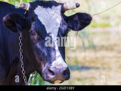 Nahaufnahme eines Kuhportraits mit einer Kette am Hals Stockfoto