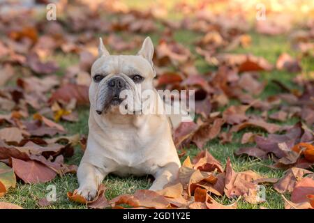 Nahaufnahme einer entzückenden französischen Bulldogge, die in einem Wald mit Herbstblättern liegt Stockfoto