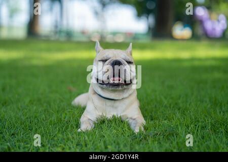 Nahaufnahme einer entzückenden französischen Bulldogge, die auf einer Wiese liegt Stockfoto