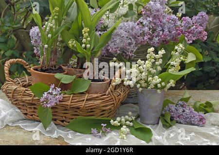 botanik, convallaria und syringa im Topf und im Korb syringa im Korb, ZUSÄTZLICHE-RIGHTS-CLEARANCE-INFO-NOT-AVAILABLE Stockfoto