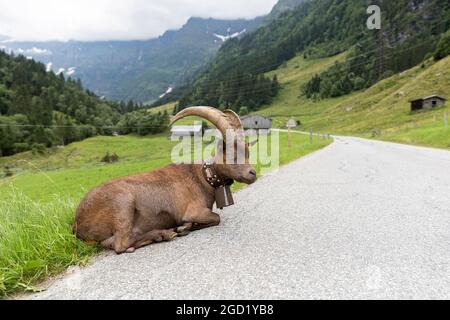 Ziege mit großen Hörnern und Glocke um den Hals auf einer Bergstraße zum Hintersee in Mittersill Salzburg Österreich, Europa Stockfoto