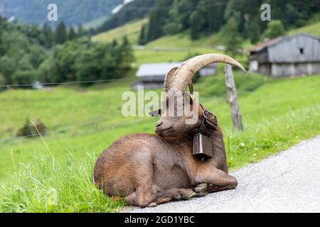 Ziege mit großen Hörnern und Glocke um den Hals liegt an einer Bergstraße zum Hintersee in Mittersill Salzburg Österreich, Europa Stockfoto