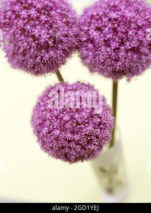 botanik, Allium giganteum, ADDITIONAL-RIGHTS-CLEARANCE-INFO-NOT-AVAILABLE Stockfoto