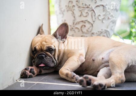 Nahaufnahme einer entzückenden französischen Bulldogge, die auf einem Stuhl liegt Stockfoto