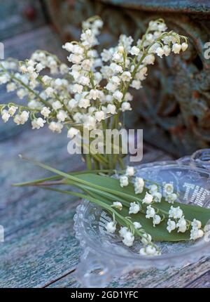 BOTANIK, CONVALLARIA, ADDITIONAL-RIGHTS-CLEARANCE-INFO-NOT-AVAILABLE Stockfoto