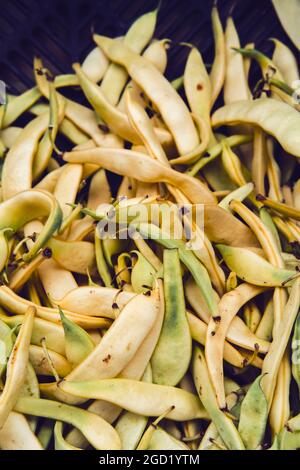 Haufen frischer, knackiger, gelber, flacher Bio-Bohnen auf dem lokalen Bauernmarkt Stockfoto