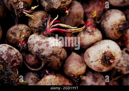 Bio rote Rüben auf dem Display an lokalen Bauernmarkt Stockfoto