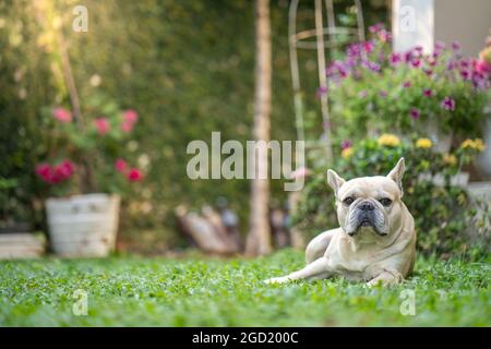 Fawn Französisch Bulldogge auf dem Gras liegen. Stockfoto