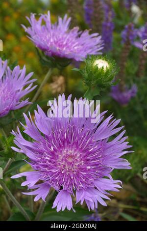 Stockesia (Stokesia laevis). Auch Stokes Aster genannt. Stockfoto