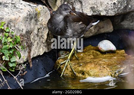 Juvenile Moorhen, Gallinula Chloropus, Großbritannien Stockfoto