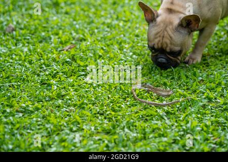 Nette französische Bulldogge, die im Park das Gras riecht Stockfoto