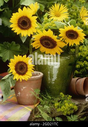 botanik, Sonnenblumen und eine grüne Keramikvase und Pflanztöpfe im Garten, ZUSÄTZLICHE RECHTE-CLEARANCE-INFO-NOT-AVAILABLE Stockfoto