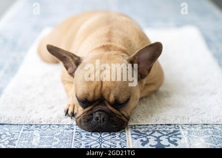 Nahaufnahme einer französischen Bulldogge, die auf dem Boden schläft. Stockfoto