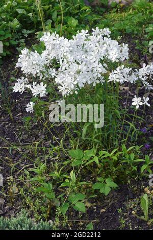 Wildblauer Phlox (Phlox divaricata). Auch Woodland Phlox und Wild Sweet william genannt. Stockfoto