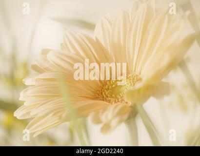 BOTANY, GERBERA, ADDITIONAL-RIGHTS-CLEARANCE-INFO-NOT-AVAILABLE Stockfoto