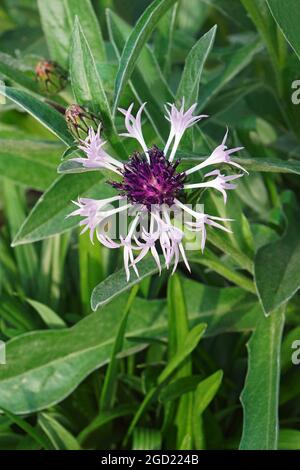 Mehrjährige Kornblume (Centaurea montana). Auch Mountain Cornflower, Bachelor's Button, Bergkrautkraut und Mountain Bluet genannt. Stockfoto