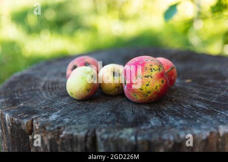 Malus domestica Melba. Bio Äpfel grün mit rot in einem Hausgarten angebaut liegen auf einem Baumstumpf, selektive Fokus. Stockfoto