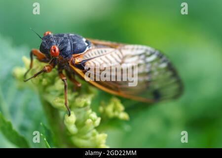 Pharao cicada (Magicicada septendecim). Auch als 17-jährige Heuschrecke bezeichnet. Stockfoto