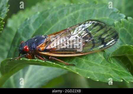 Pharao cicada (Magicicada septendecim). Auch als 17-jährige Heuschrecke bezeichnet. Stockfoto