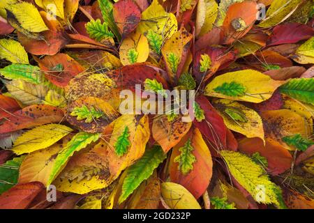 Anordnung der Herbstblätter. Eiche, Kirsche, Süße Kastanie. Auch Birke, & Guelderleaves mit Kiefernnadeln. Stockfoto