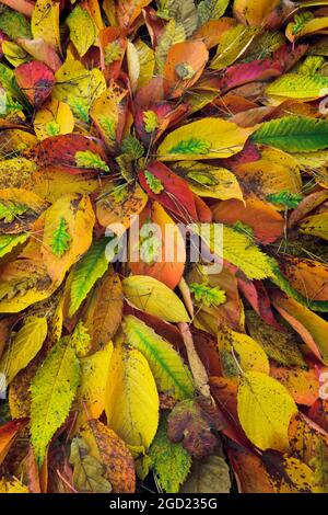 Anordnung der Herbstblätter. Eiche, Kirsche, Süße Kastanie. Auch Birke, & Guelderleaves mit Kiefernnadeln. Stockfoto