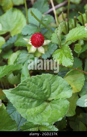 Erdbeere im Mock (Potentilla indica). Auch indische Erdbeere und Falsche Erdbeere genannt. Ein anderer botanischer Name ist Duchesnea indica. Stockfoto