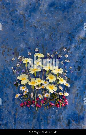 Anordnung von Primrose-Blumen auf blauem Hintergrund, mit rosa Sedum, weißen Gänseblümchen und Schlehdornblumen. Stockfoto