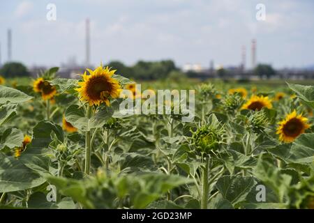 Blühender Helianthus annuus im Feld. Bekannt als Sonnenblume. Industrie im Hintergrund. Stockfoto