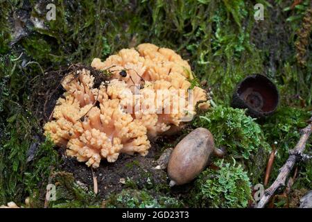 Ungenießbarer Pilz Ramaria fagetorum im Buchenwald. Wilder Korallenpilz, der im Moos wächst. Stockfoto