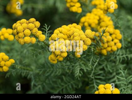 Tanacetum vulgare ist ein Heilkraut mit Haufen leuchtend gelber Blüten. Essbar in kleinen Mengen. Stockfoto