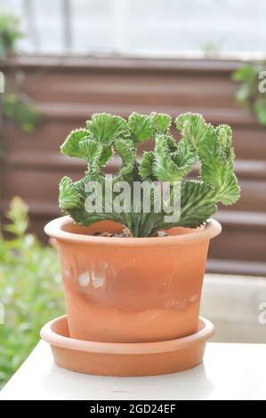 Euphorbia​ Lactea​ Cristata, Eforbia neriifolia oder Eforbia lactea oder Eforbia lactea Haw Stockfoto