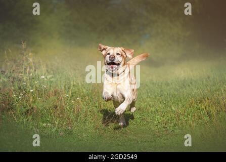 Liebenswert Fawn glücklich Labrador läuft auf dem Gras Stockfoto