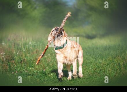 Liebenswert Fawn glücklich Labrador mit einem Stock auf dem Gras laufen Stockfoto