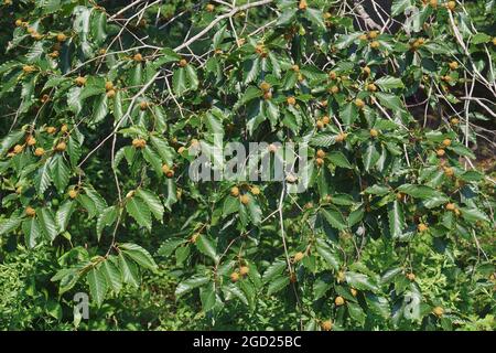 Amerikanische Buche (Fagus grandifolia). Auch nordamerikanische Buche genannt. Stockfoto