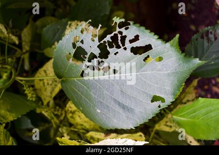 Hibiskuspflanze groes Einzelblatt beschdigt von Schdlingen, Insekten  gefressen und gekaut von Raupen Insekten. Pflanze Blattlcher Krankheiten  Stockfotografie - Alamy