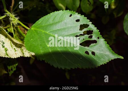 Hibiskuspflanze großes Einzelblatt beschädigt von Schädlingen, Insekten gefressen und gekaut von Raupen Insekten. Pflanze Blattlöcher Krankheiten. Stockfoto